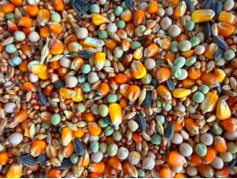 10 magos galambtakarmány bevezető áron