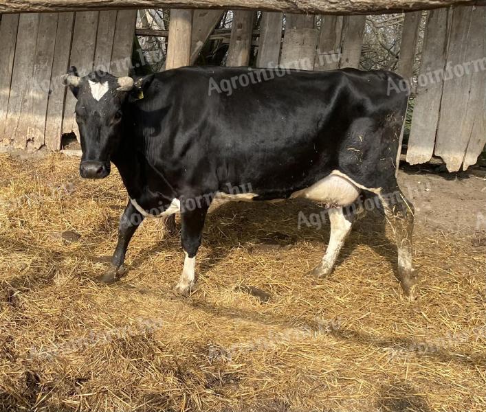 Eladó HF fejős tehén