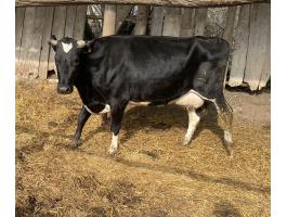 Eladó HF fejős tehén