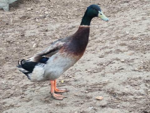 Futókacsa eladó Futókacsa eladó