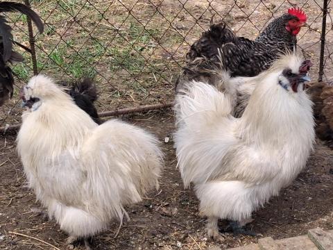 Eladó selyem kakasok Eladó selyem kakasok