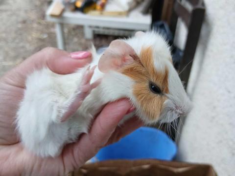 Tengeri malacok Tengeri malacok