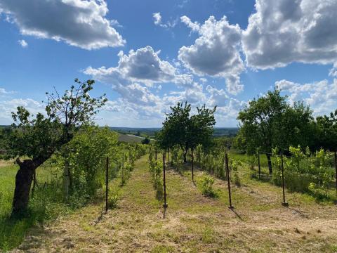 Eladó gazdasági épület és mezőgazdasági terület Alsóújlakon, Öreghegyen Eladó gazdasági épület és mezőgazdasági terület Alsóújlakon, Öreghegyen