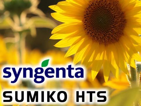 Eladó SY Sumiko napraforgó vetőmag Eladó SY Sumiko napraforgó vetőmag