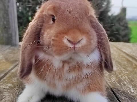 Törpenyuszi Törpenyuszi