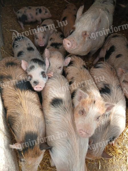 Vietnámi család öt malaccal eladó