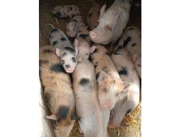 Vietnámi család öt malaccal eladó