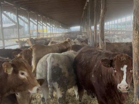 30 db húshasznú vágó üsző eladó