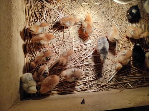 Kiscsibék eladók Kiscsibék eladók