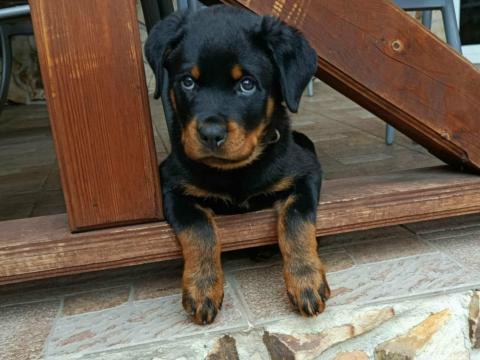 Minőségi rottweiler kiskutyák szerető családba költöznének