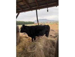 Eladó közel ellős tehenek