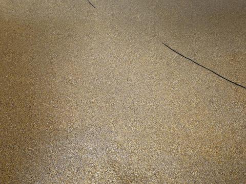 Szárított kukorica