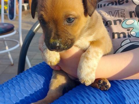 Húsvéti ajándék: kiskutyák örökbe fogadhatók