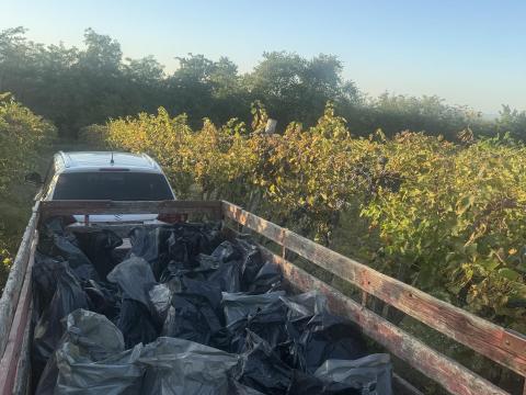 Kiadó művelésre – szőlőterület a Kistokaji szőlőhegyen Kiadó művelésre – szőlőterület a Kistokaji szőlőhegyen