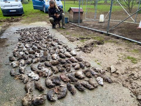 Patkányirtás vadászgörénnyel és kutyával - Profi kártevőirtás Patkányirtás vadászgörénnyel és kutyával - Profi kártevőirtás