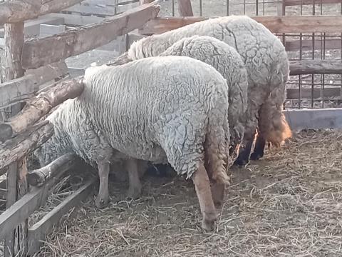 Anyajuh eladó Anyajuh eladó