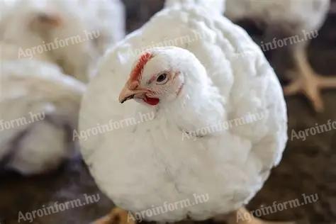 Lisztkukac trágya, broilercsirke alom, szilárd istállótrágya mint megújuló hőenergiaforrás