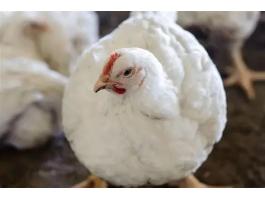 Lisztkukac trágya, broilercsirke alom, szilárd istállótrágya mint megújuló hőenergiaforrás