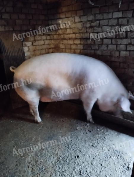 F1-es vemhes anyakoca eladó