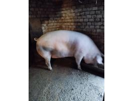 F1-es vemhes anyakoca eladó