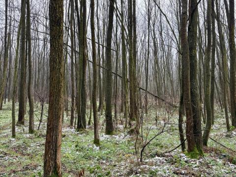Somogy vármegye, Kadarkút mellett, erdő eladó Somogy vármegye, Kadarkút mellett, erdő eladó