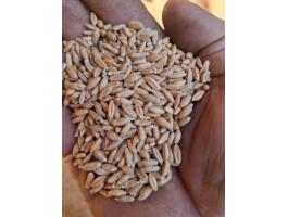 Tritikálé nagyobb tételben