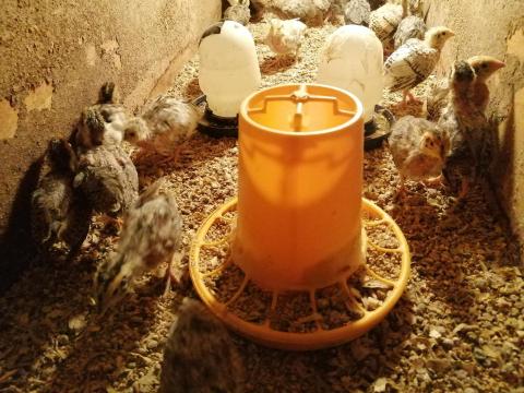 Előnevelt (3 hetes) fürjek eladók Előnevelt (3 hetes) fürjek eladók