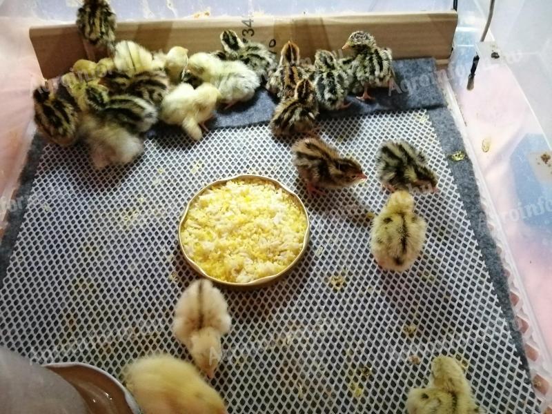 Előnevelt (3 hetes) fürjekre előjegyzés felvehető, 2 hét múlva elvihetők