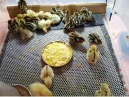 Előnevelt (3 hetes) fürjekre előjegyzés felvehető, 2 hét múlva elvihetők