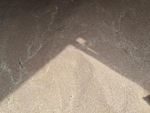 Búza nagyobb tételben eladó Búza nagyobb tételben eladó