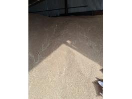 Búza nagyobb tételben eladó