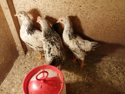 Adler csirke, jérce állapotban (7 hetesek) Adler csirke, jérce állapotban (7 hetesek)