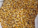 Kukorica nagy tételben eladó
