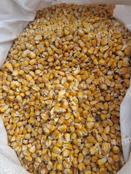 Kukorica nagy tételben eladó