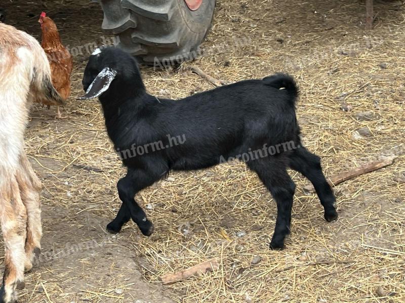 Választási nőstény kecske