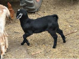 Választási nőstény kecske