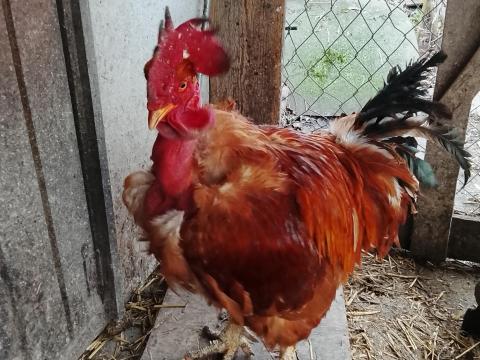 Kakas eladó Kakas eladó