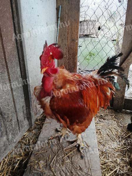 Kakas eladó