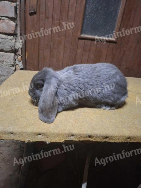 Óriás kosorrú nyúl