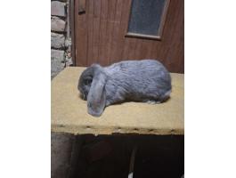 Óriás kosorrú nyúl