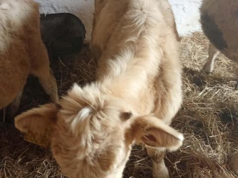 Eladó 13 db Charolais F1 bika borjú Eladó 13 db Charolais F1 bika borjú
