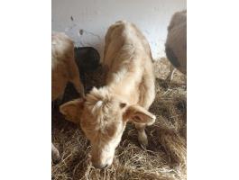 Eladó 13 db Charolais F1 bika borjú