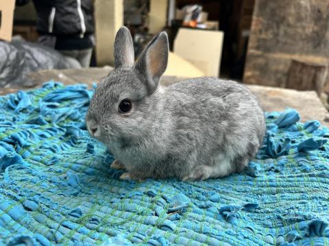 Törpe nyuszik eladók Törpe nyuszik eladók