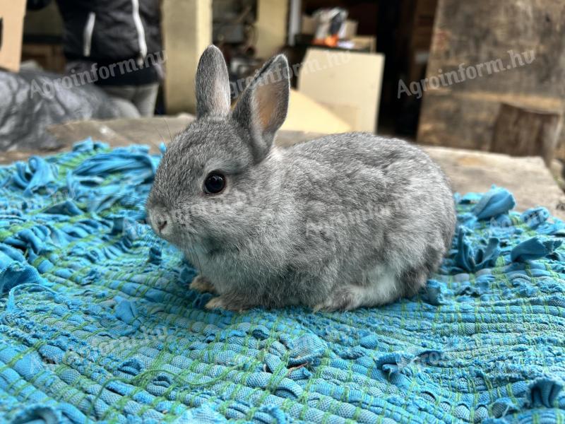 Törpe nyuszik eladók