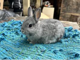 Törpe nyuszik eladók