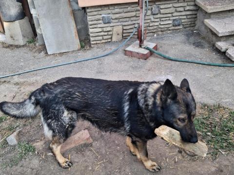 Juhászkutya jellegű kutya gazdát keres