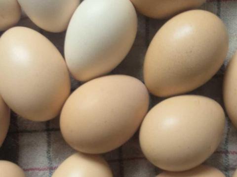 Japán tyúk tenyész tojás eladó Japán tyúk tenyész tojás eladó