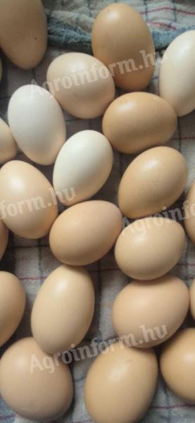 Japán tyúk tenyész tojás eladó