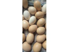 Japán tyúk tenyész tojás eladó