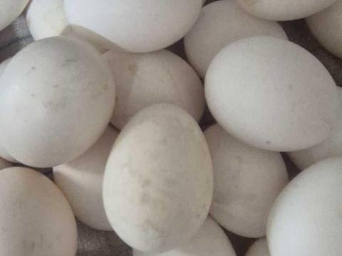 Leghorn tenyésztojás eladó Leghorn tenyésztojás eladó